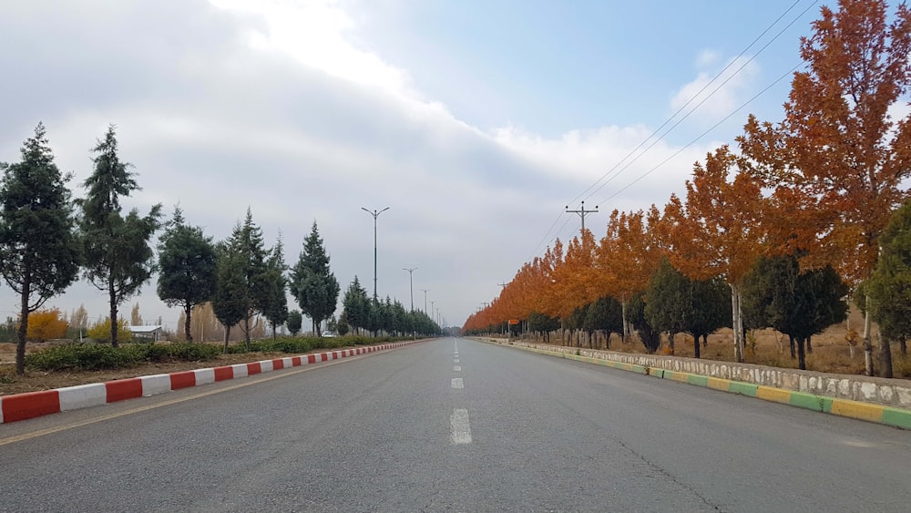 concrete road between trees at daytime