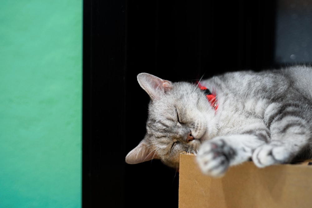 short-fur gray cat lying on box