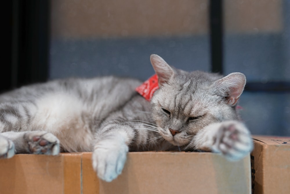gray cat lying on cardboard box