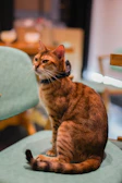 A stylish cat with a handmade collar, sitting proudly on a cozy chair.