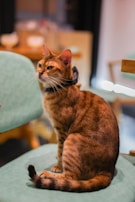Siena wearing a chic collar, sitting proudly on a vintage leather armchair.