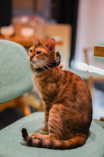Siena wearing a chic collar, sitting proudly on a vintage leather armchair.