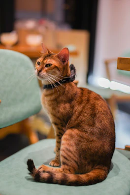 A stylish cat with a handmade collar, sitting proudly on a cozy chair.