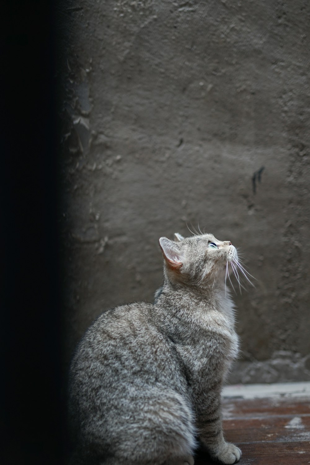 chat tigré gris et blanc assis en regardant vers le haut