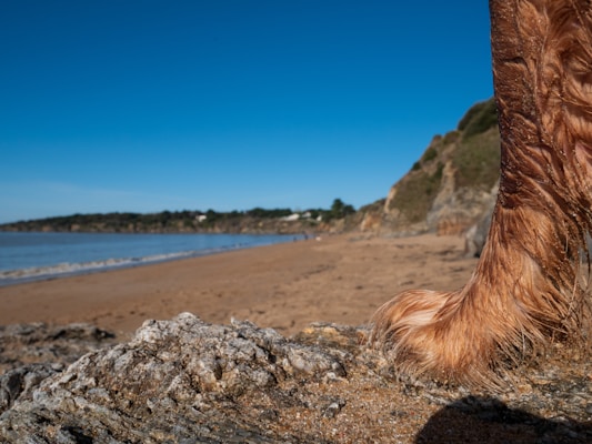 A close-up view of a dog's wet paw resting on a rocky beach. The coastline stretches out in the background under a clear blue sky, with waves gently lapping the shore. The focus is primarily on the texture of the dog's wet fur and the ruggedness of the rocks.