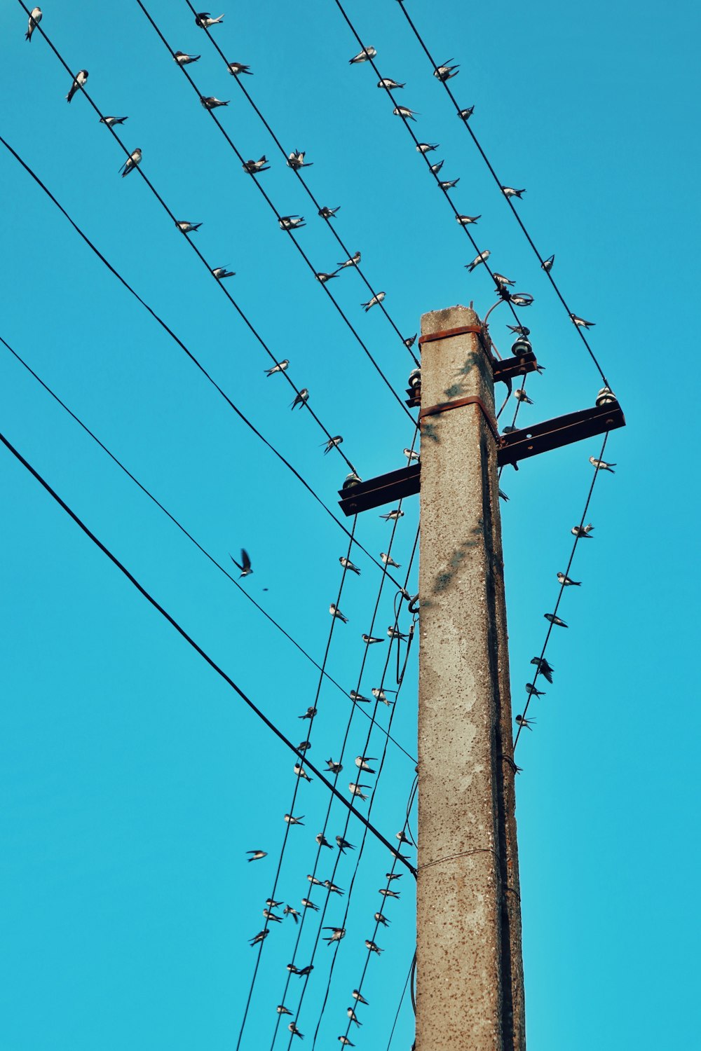 a power pole with a bunch of birds sitting on it