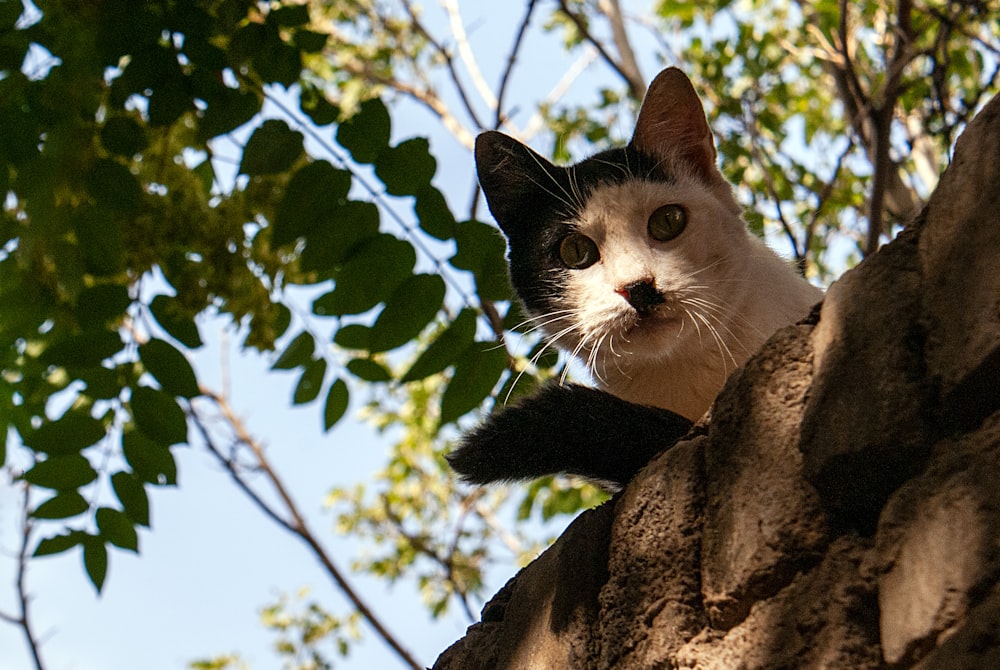 cat looking down from a wall