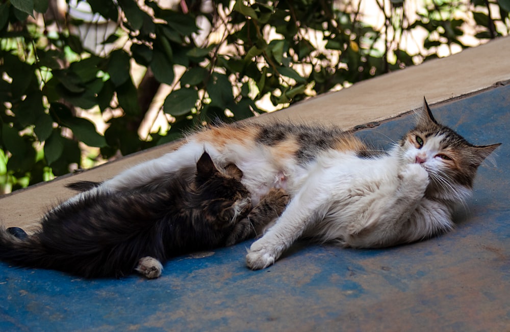 two cats on ground