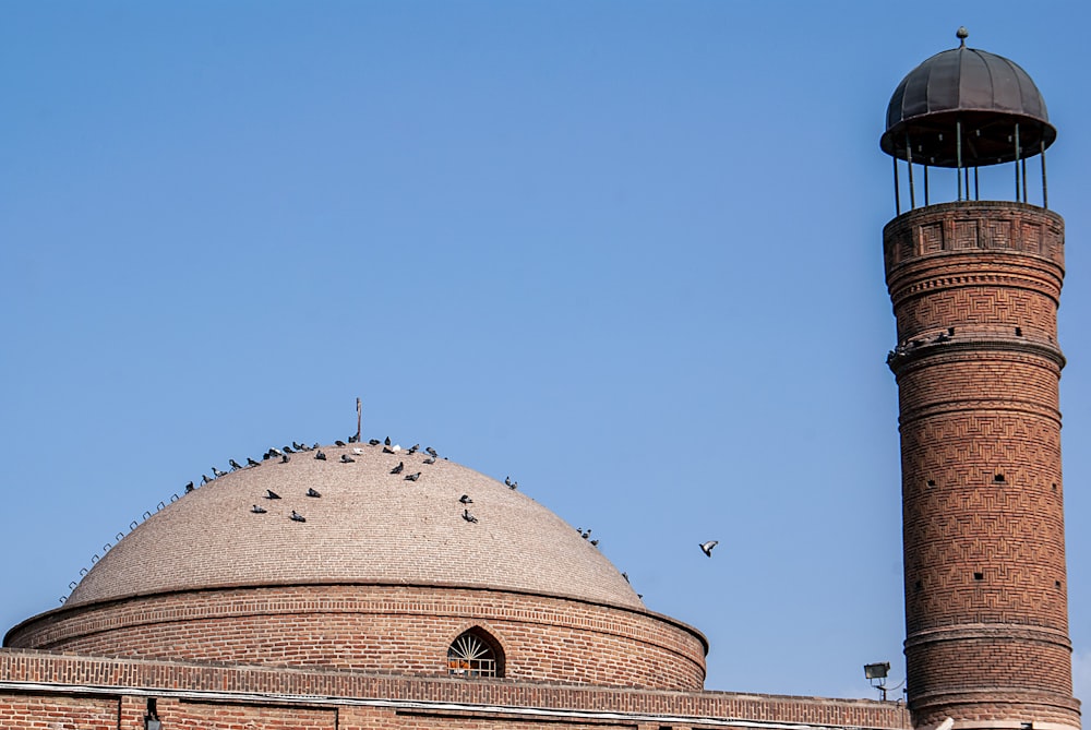 birds on top of dome building during day