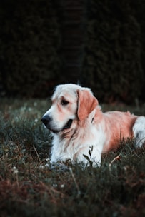 A peaceful scene of a sleeping golden retriever bathed in soft morning light, surrounded by gentle greenery.