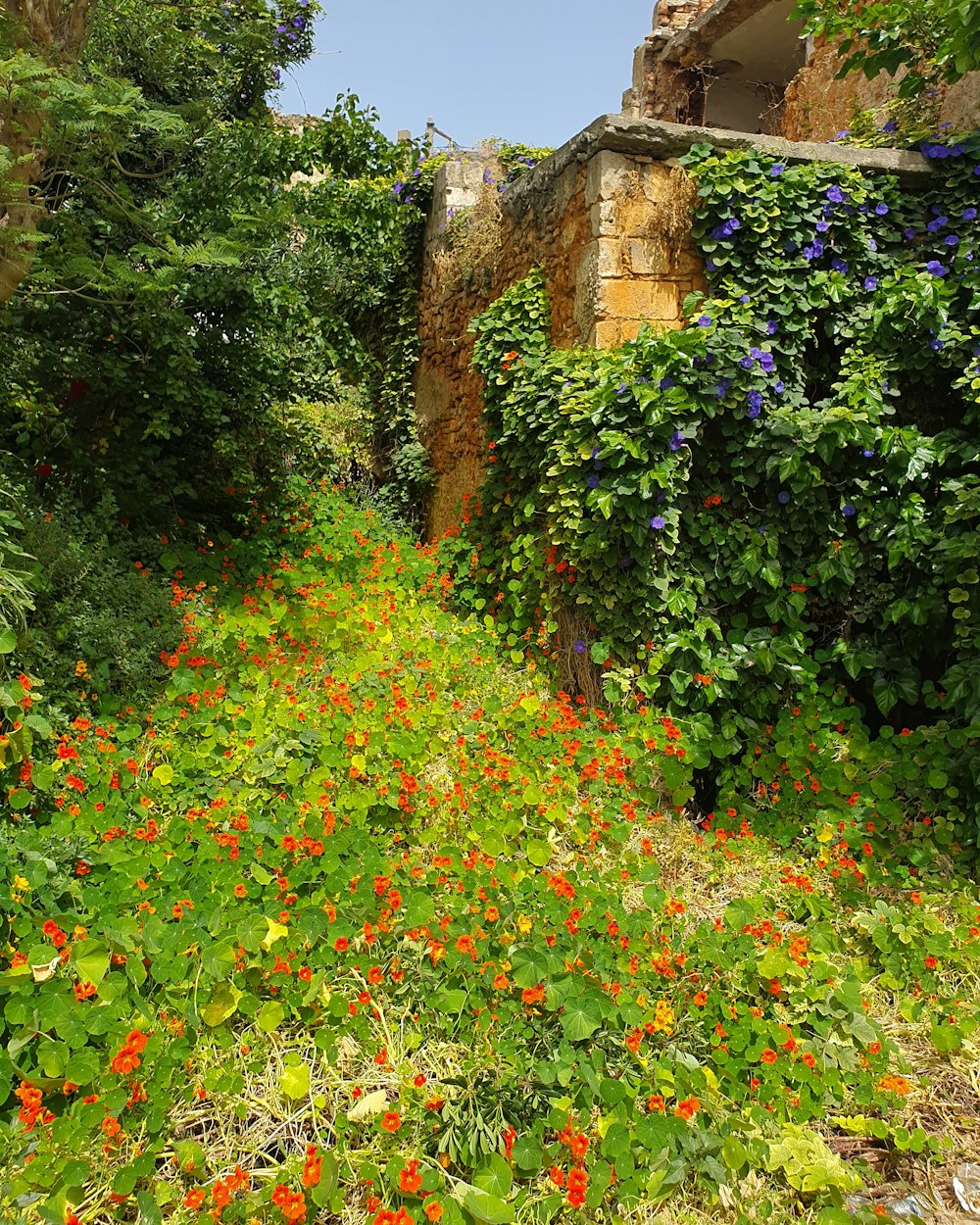 a field full of flowers next to a building