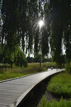 A serene outdoor setting showcasing a beautifully crafted wooden boardwalk winding through lush greenery.