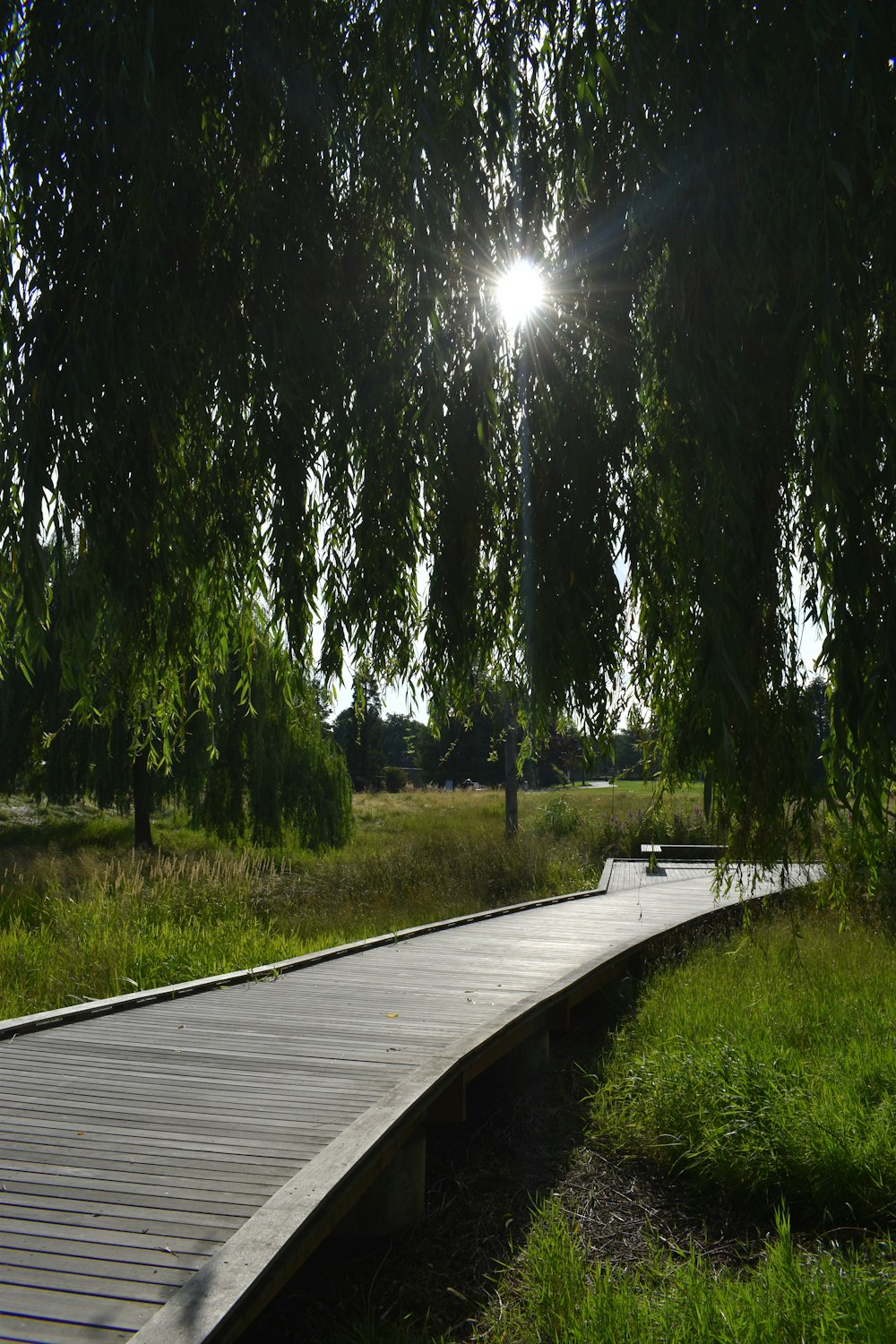 brown wooden dock between trees