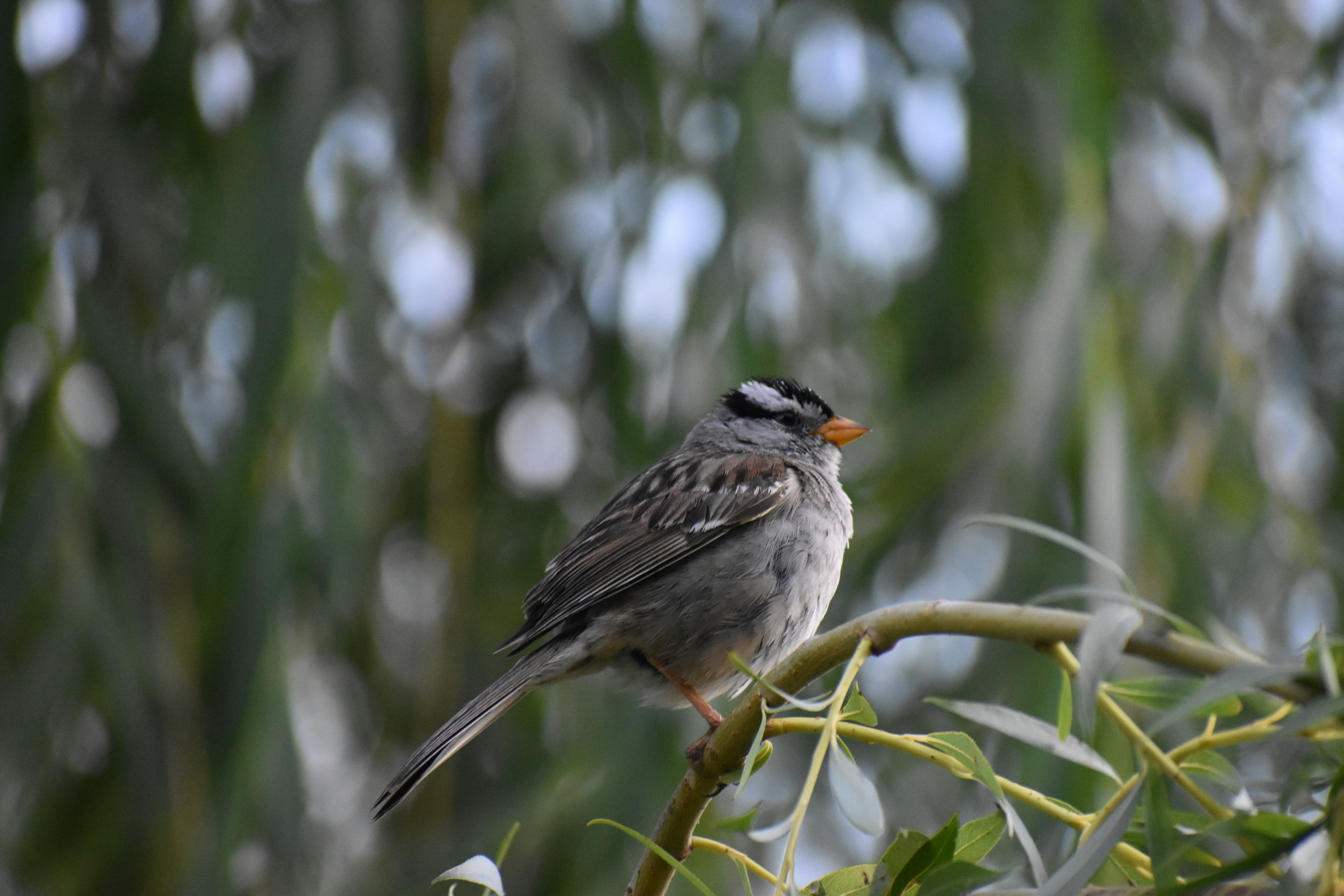 Photo by pictures102