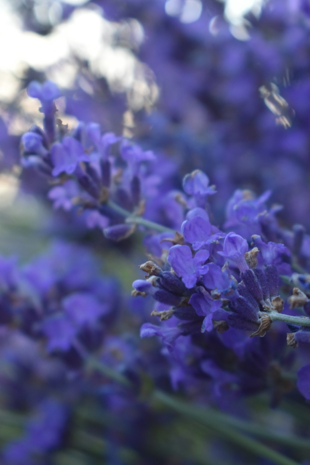 blue flowers