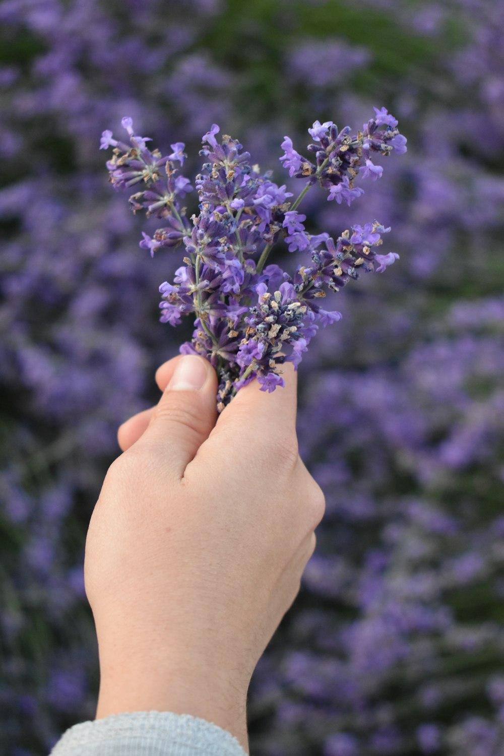 person holding purple-petaled flowers