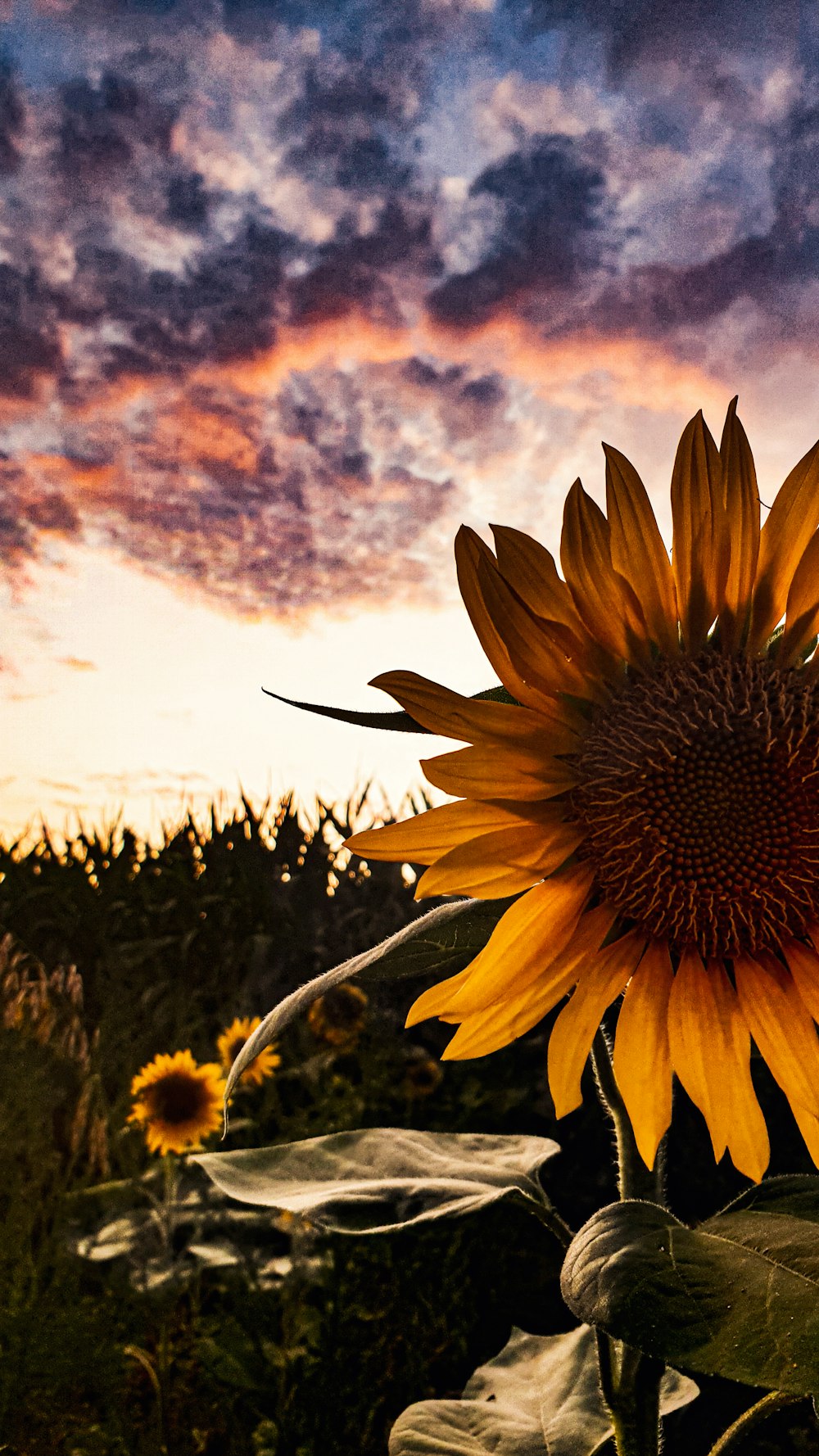 selective focus photography of sunflower