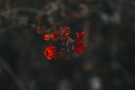 red petaled flower