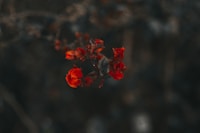 red petaled flower