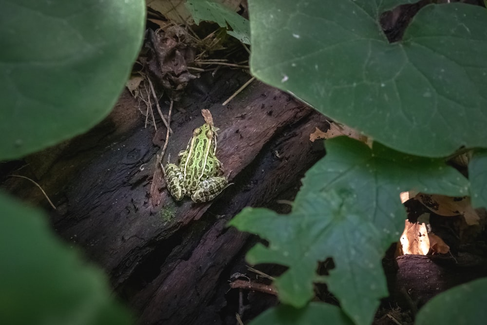 green frog