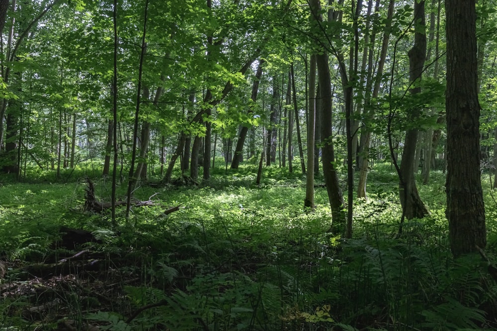 forest during daytime