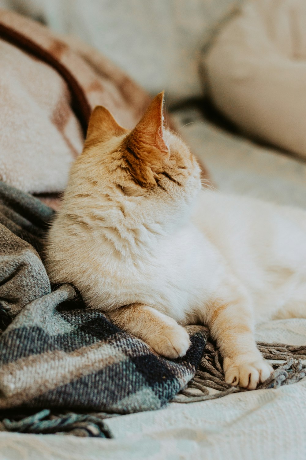 selective focus photography of orange cat