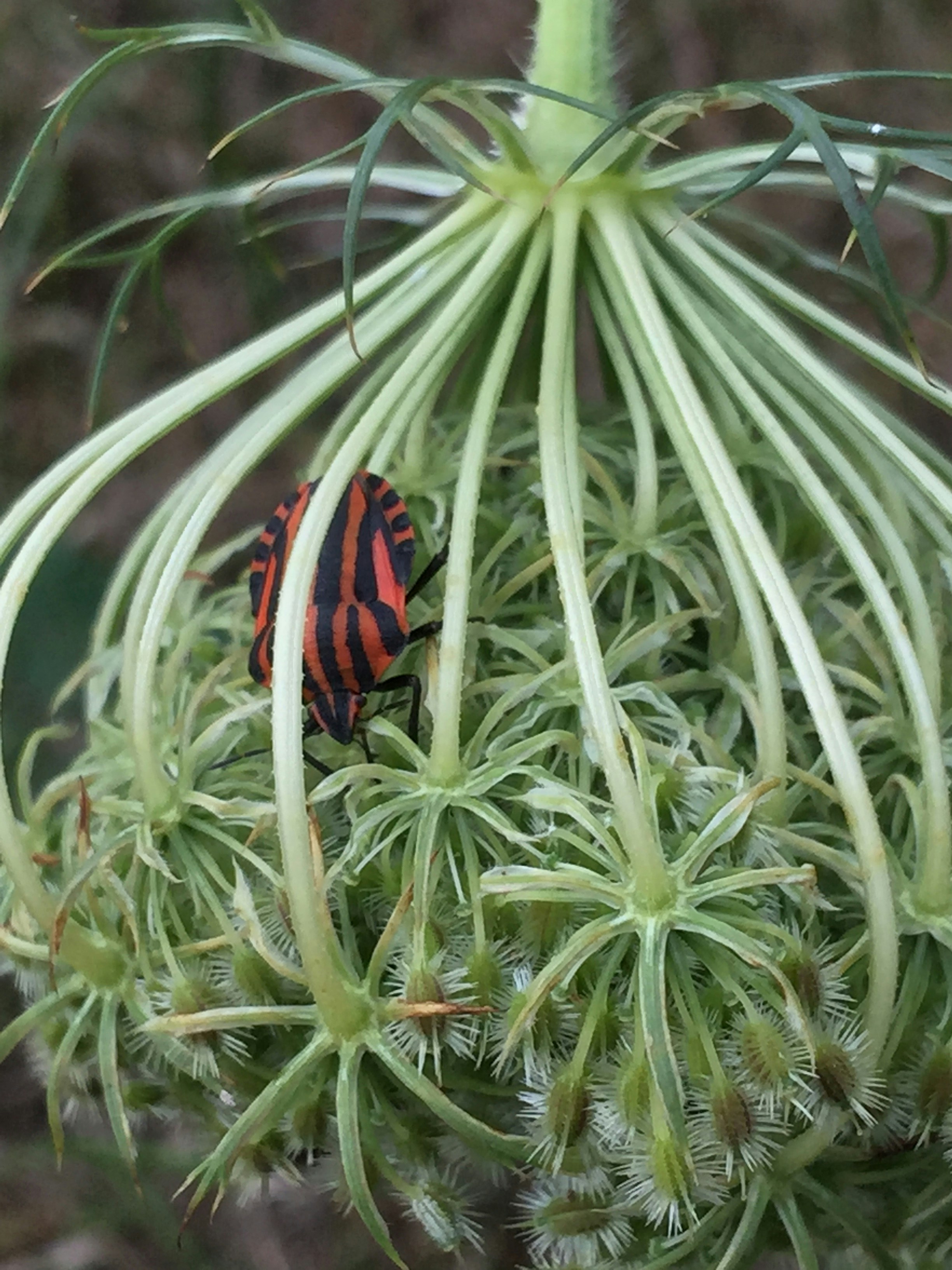 Coléoptère rayé rouge et noir sur la plante photo Photo Gris Gratuite — free download