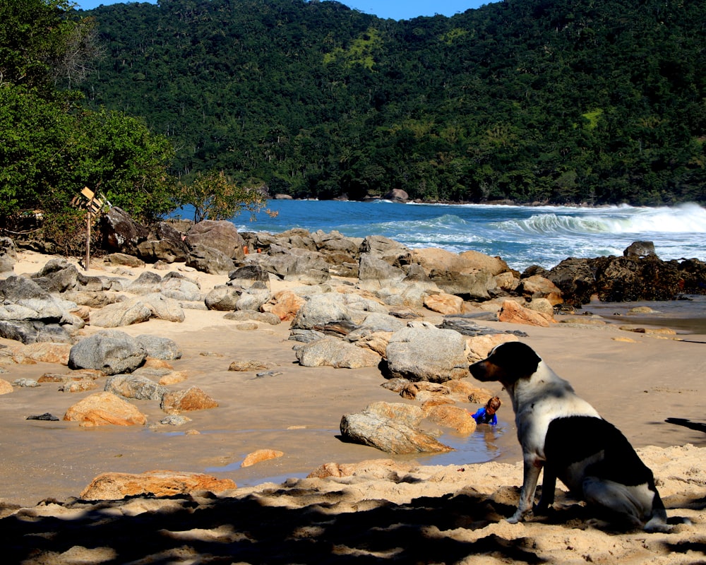 white and black dog sitting on brown sand