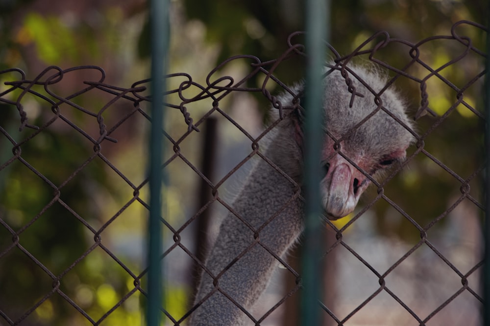 gray ostrich behind fence