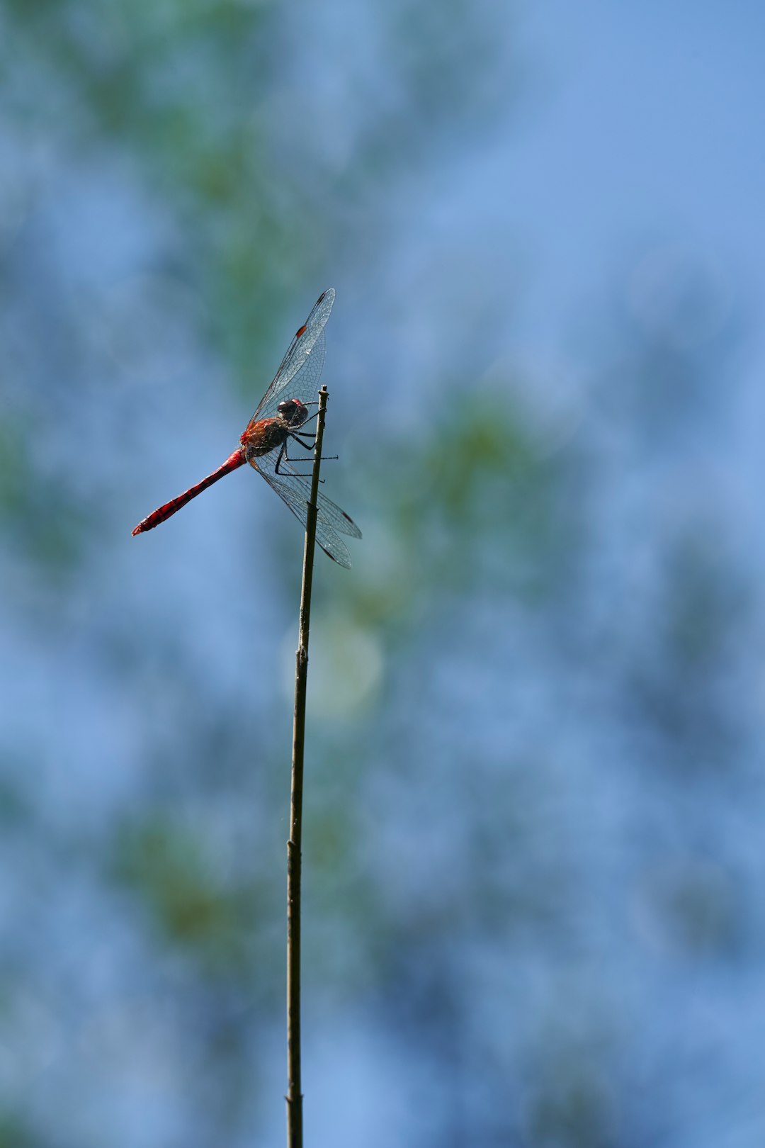 brown dragonfly