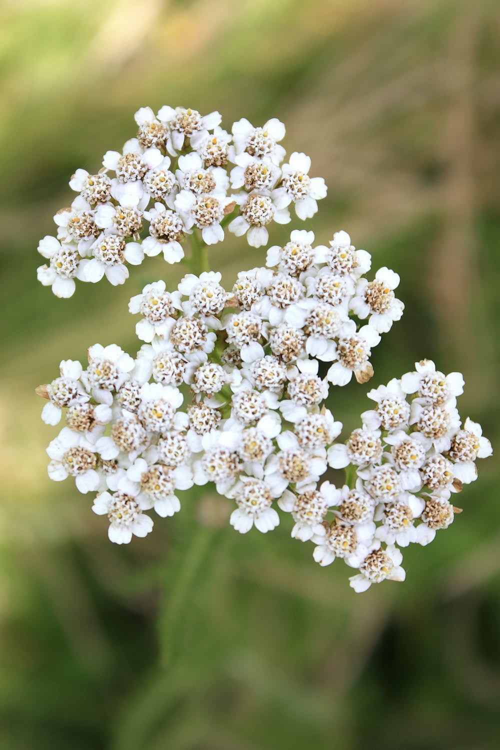 selective focus photography of white flower