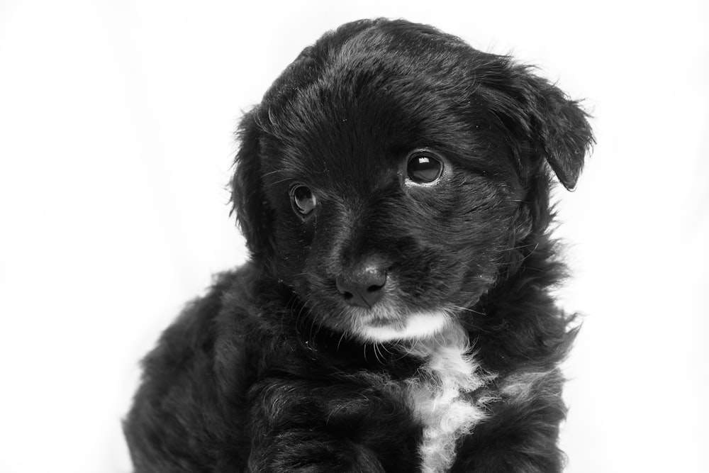 short-coated black puppy