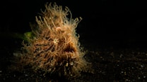 Striated Frogfish
