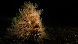 A hairy frogfish camouflaged among coral reefs, looking like a sea monster.