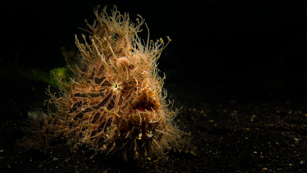 Striated Frogfish