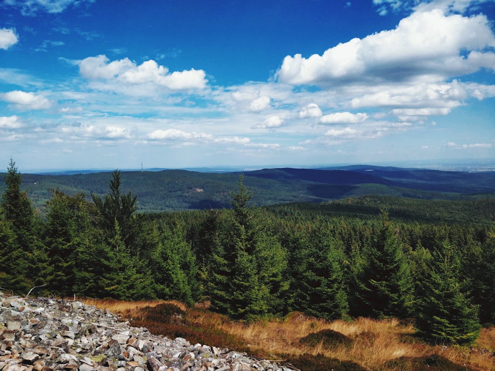 forest with tall trees under blue and white skies