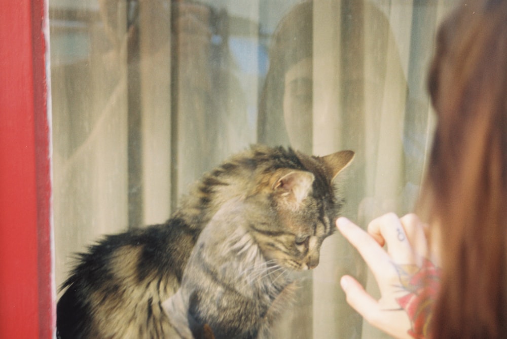 chat gris à fourrure courte sur la photographie de mise au point]