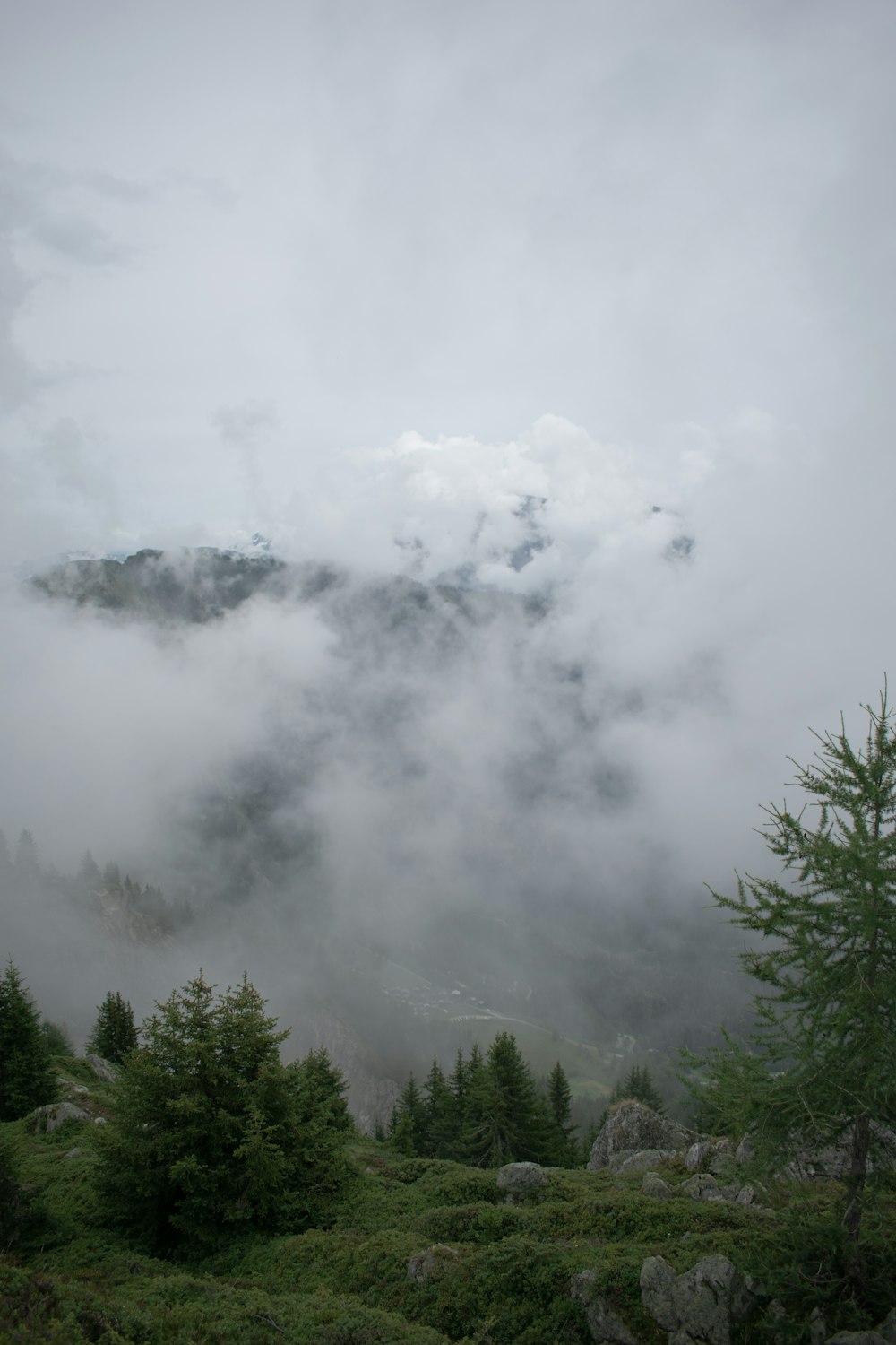 green trees under white sky