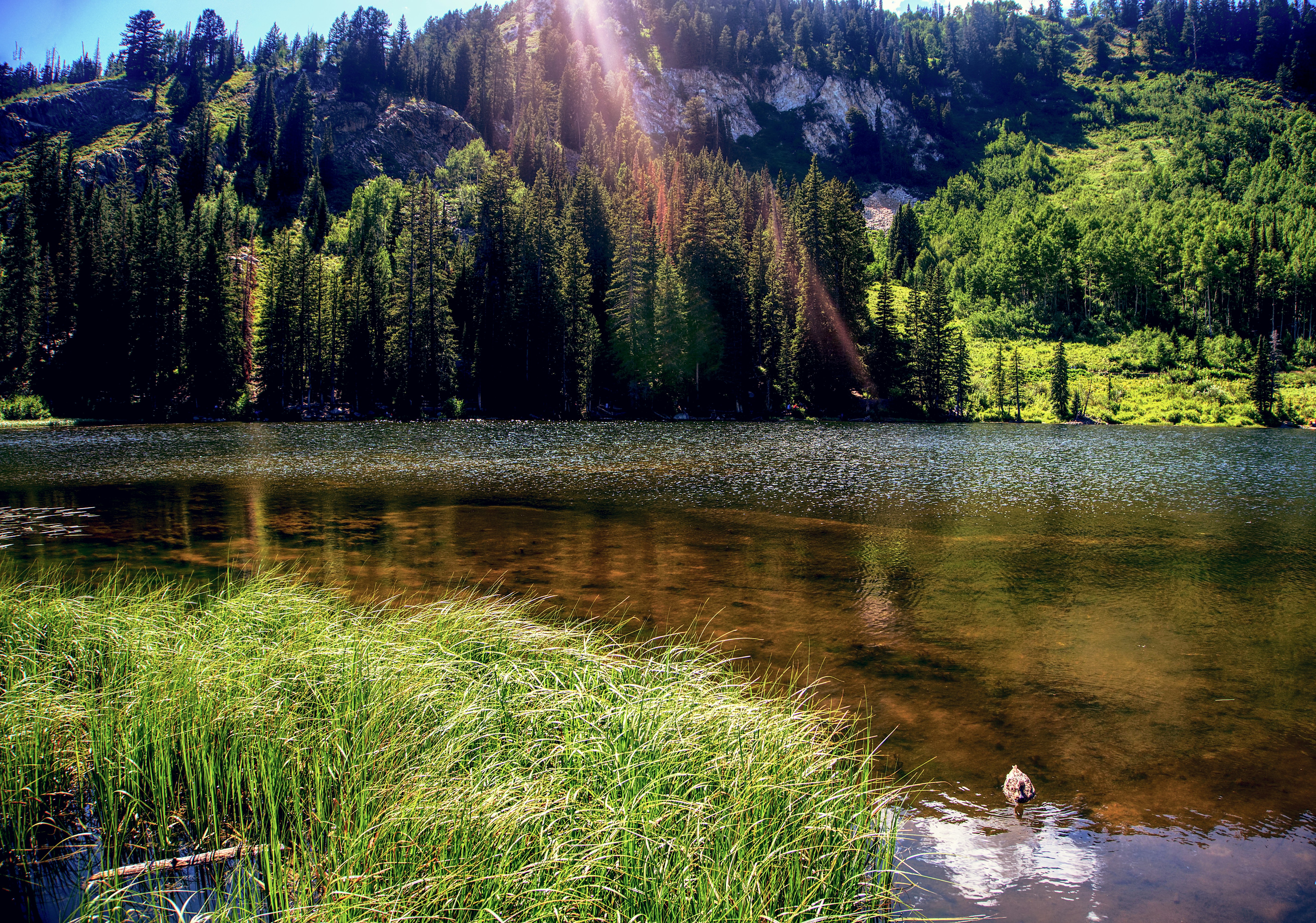 lake surrounded with tall and green trees during daytime, 