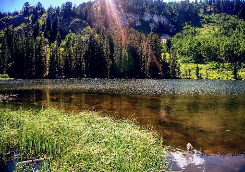 Tagsüber von hohen und grünen Bäumen umgebener See