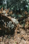 A natural scene featuring a lush green forest with a variety of plant life. Tall trees with dense foliage create a canopy, casting shadows on the underbrush. The ground is covered with dry leaves and sprouting plants, and the sunlight filters through the trees, highlighting the earthy tones.