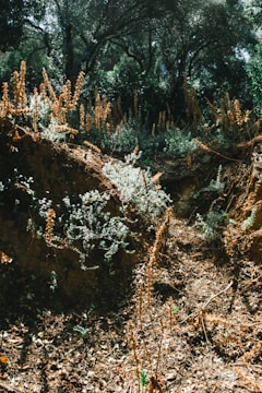 A natural scene featuring a lush green forest with a variety of plant life. Tall trees with dense foliage create a canopy, casting shadows on the underbrush. The ground is covered with dry leaves and sprouting plants, and the sunlight filters through the trees, highlighting the earthy tones.