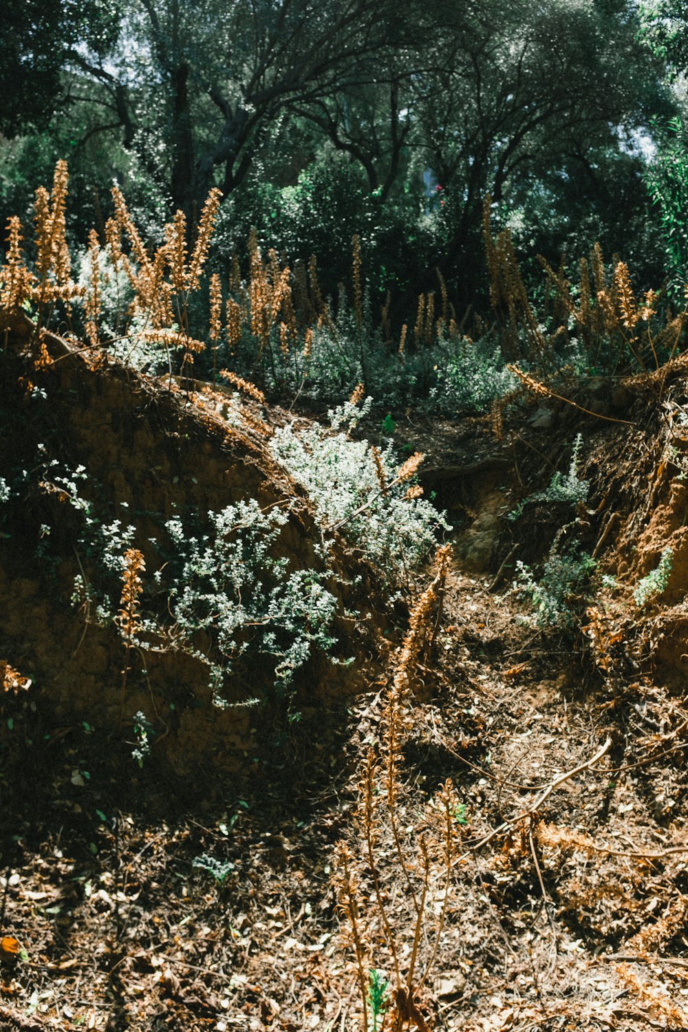 green-leafed trees