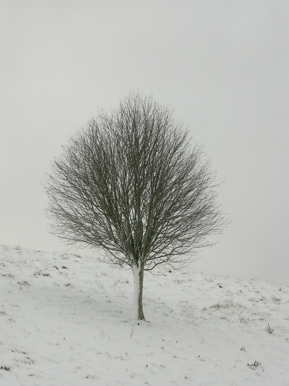 gray bare tree