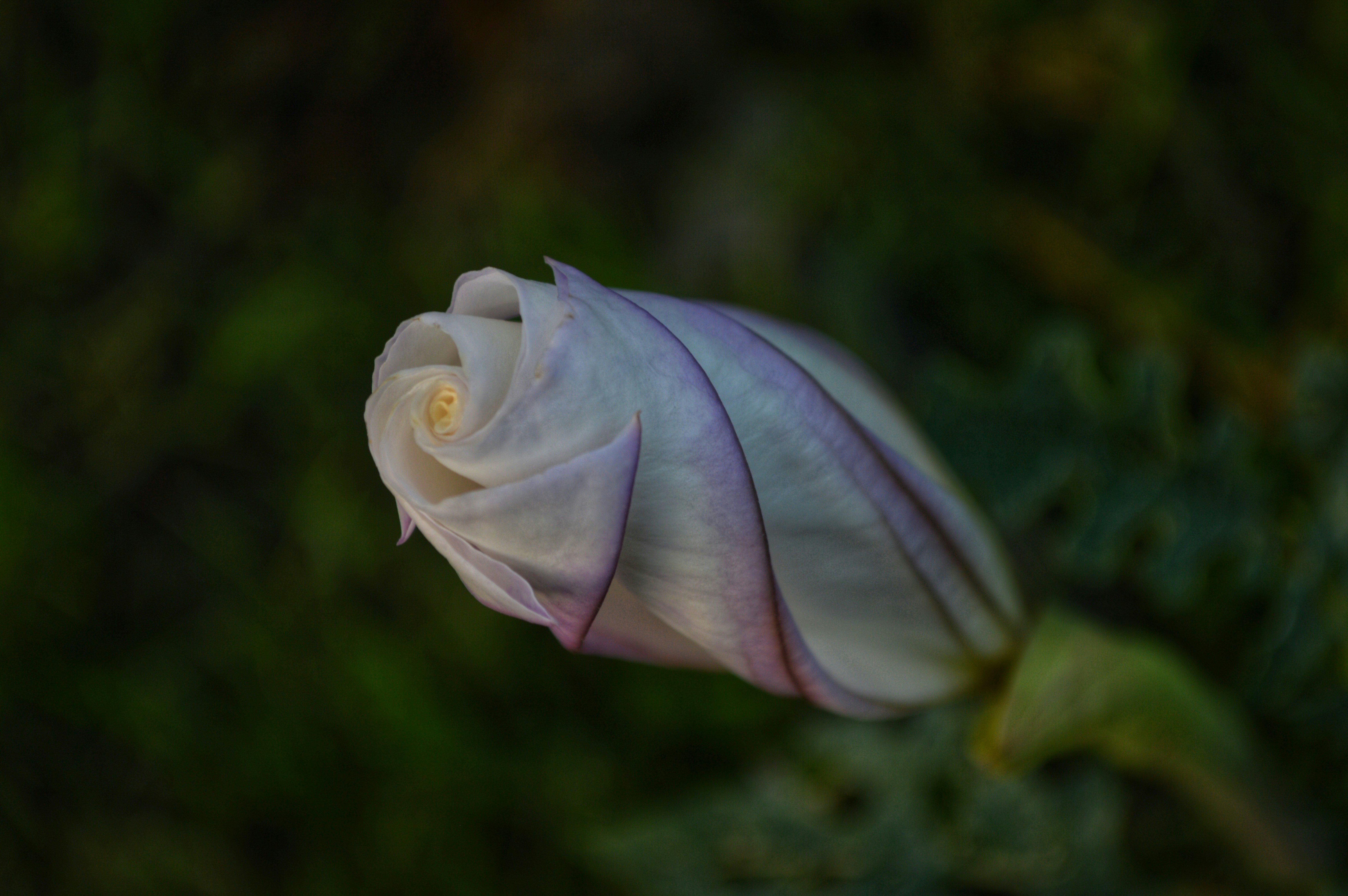 white and pink petaled flower