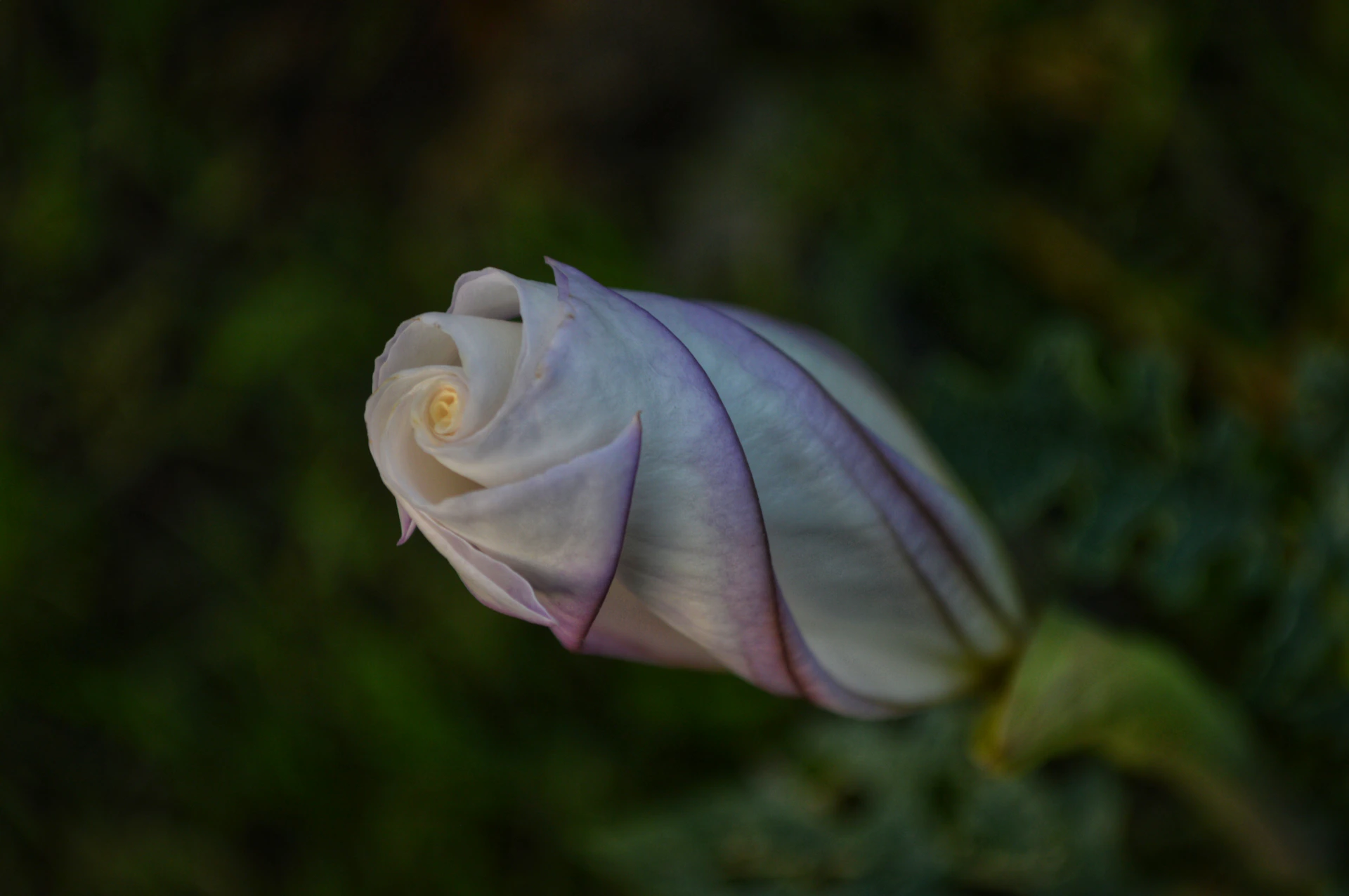 white and pink petaled flower