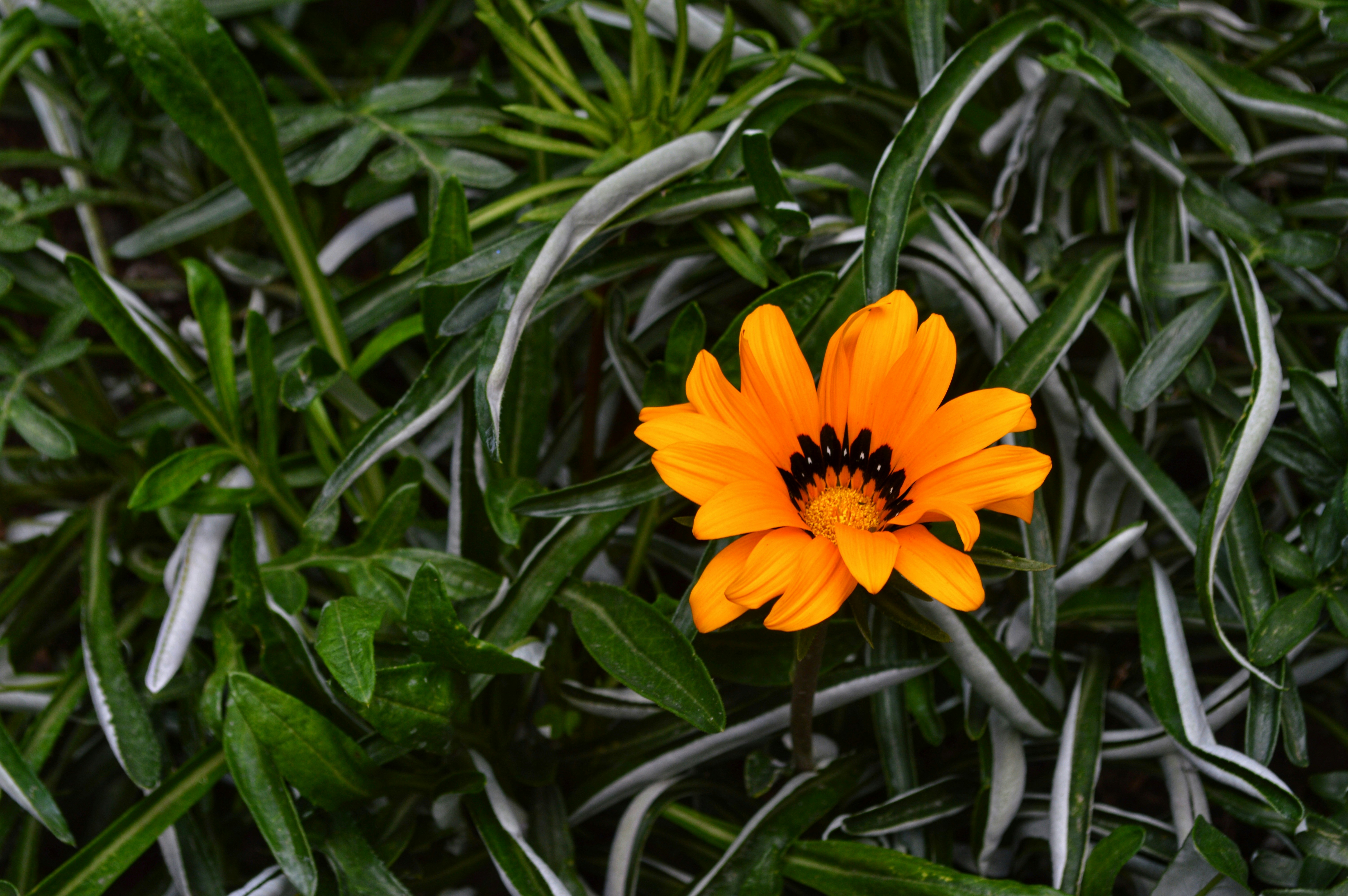 yellow and black petaled flower