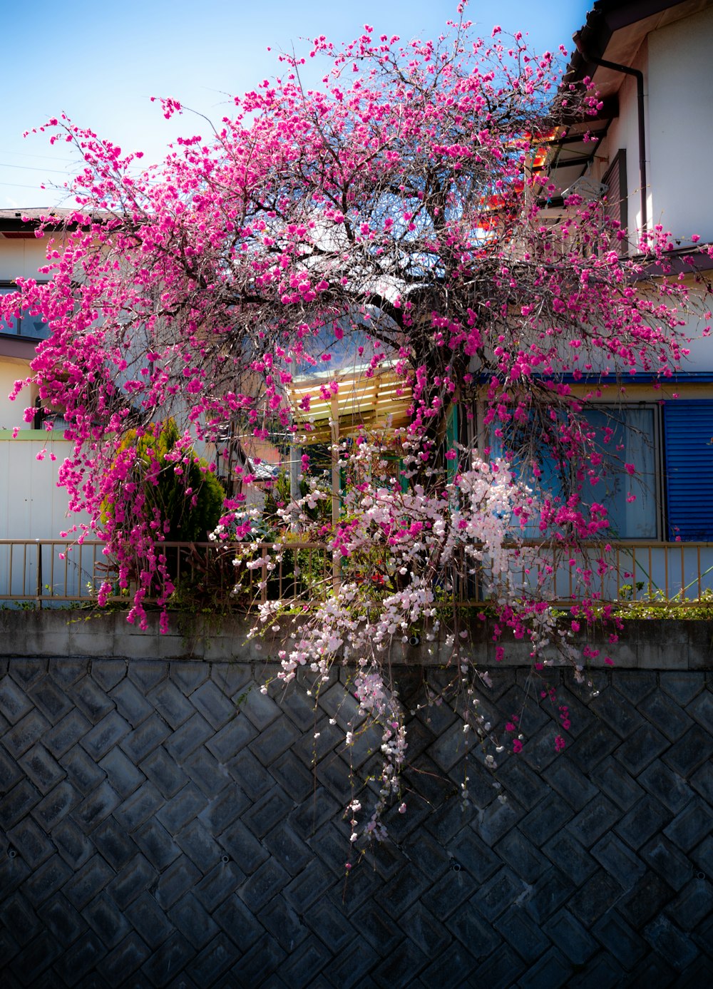 pink-petaled flower