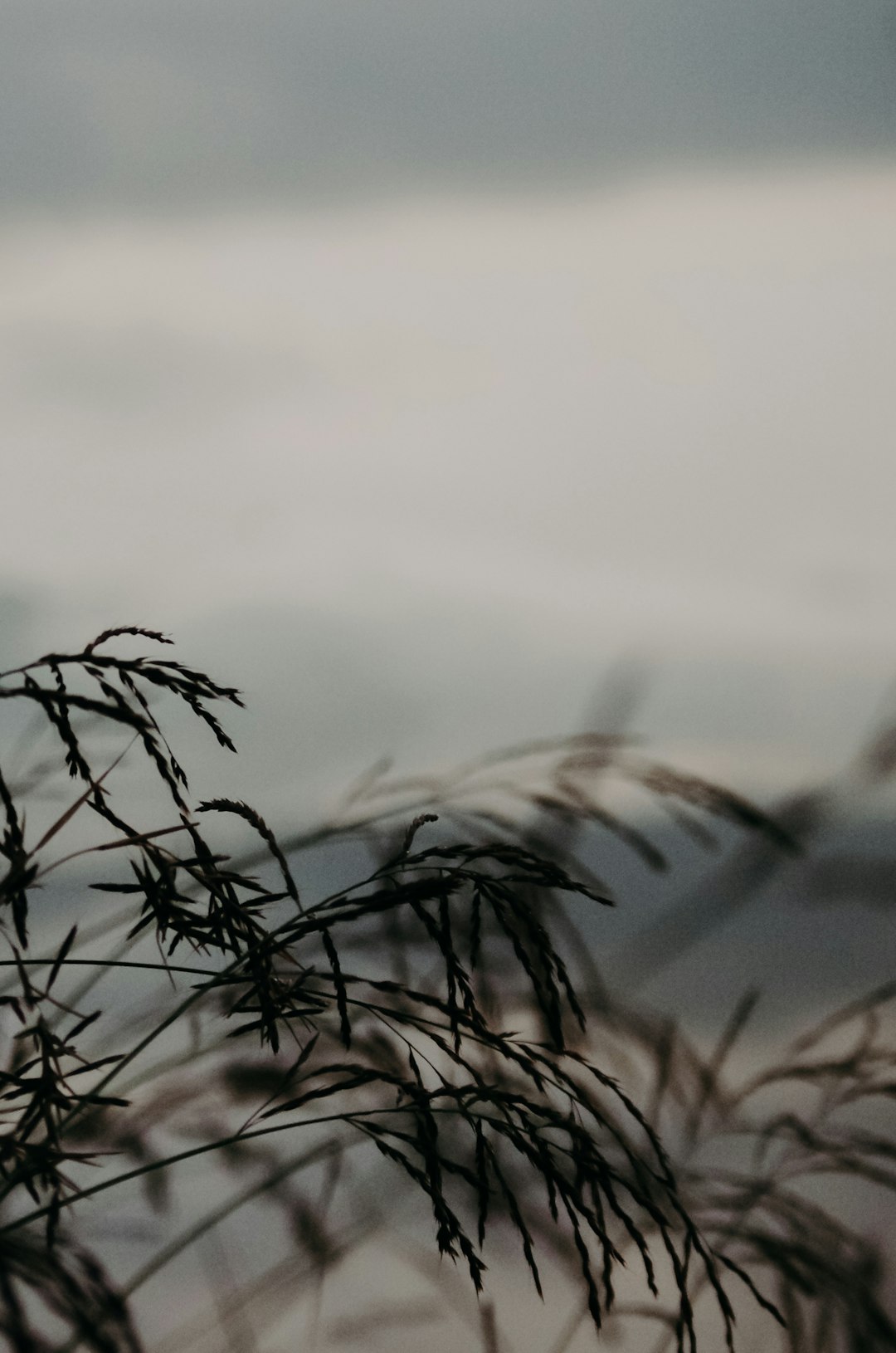 silhouette of grass under white clouds