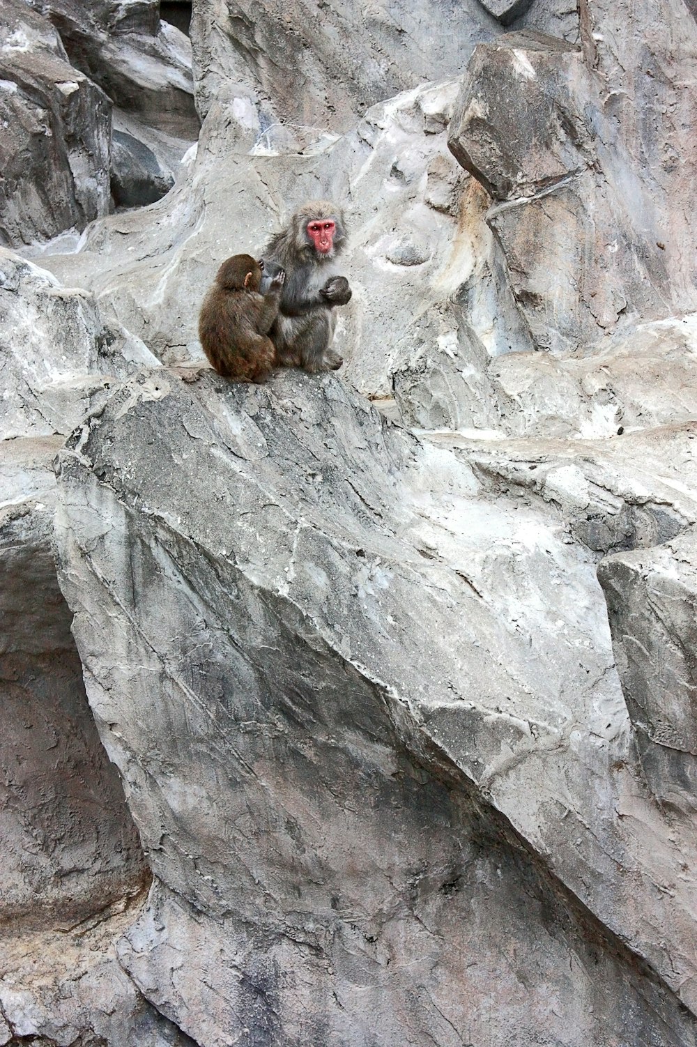 two gray monkeys sitting on rock